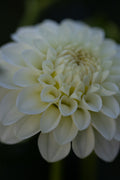 Chaos Bloom Pavlova Dahlia