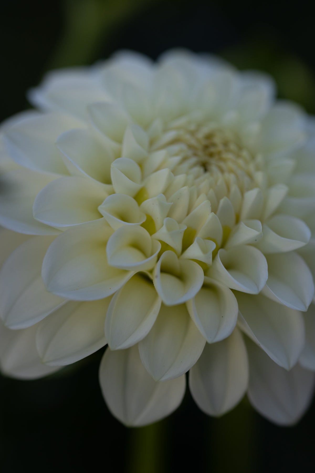 Chaos Bloom Pavlova Dahlia