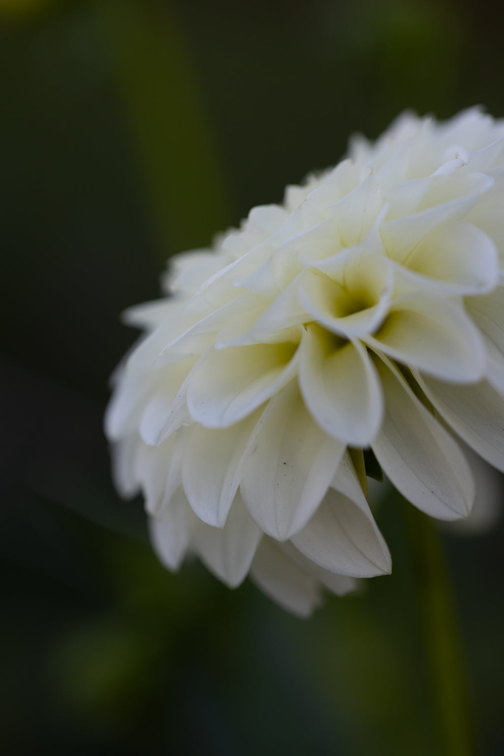 Chaos Bloom Pavlova Dahlia
