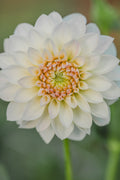 JC's Blush Beauty Dahlia