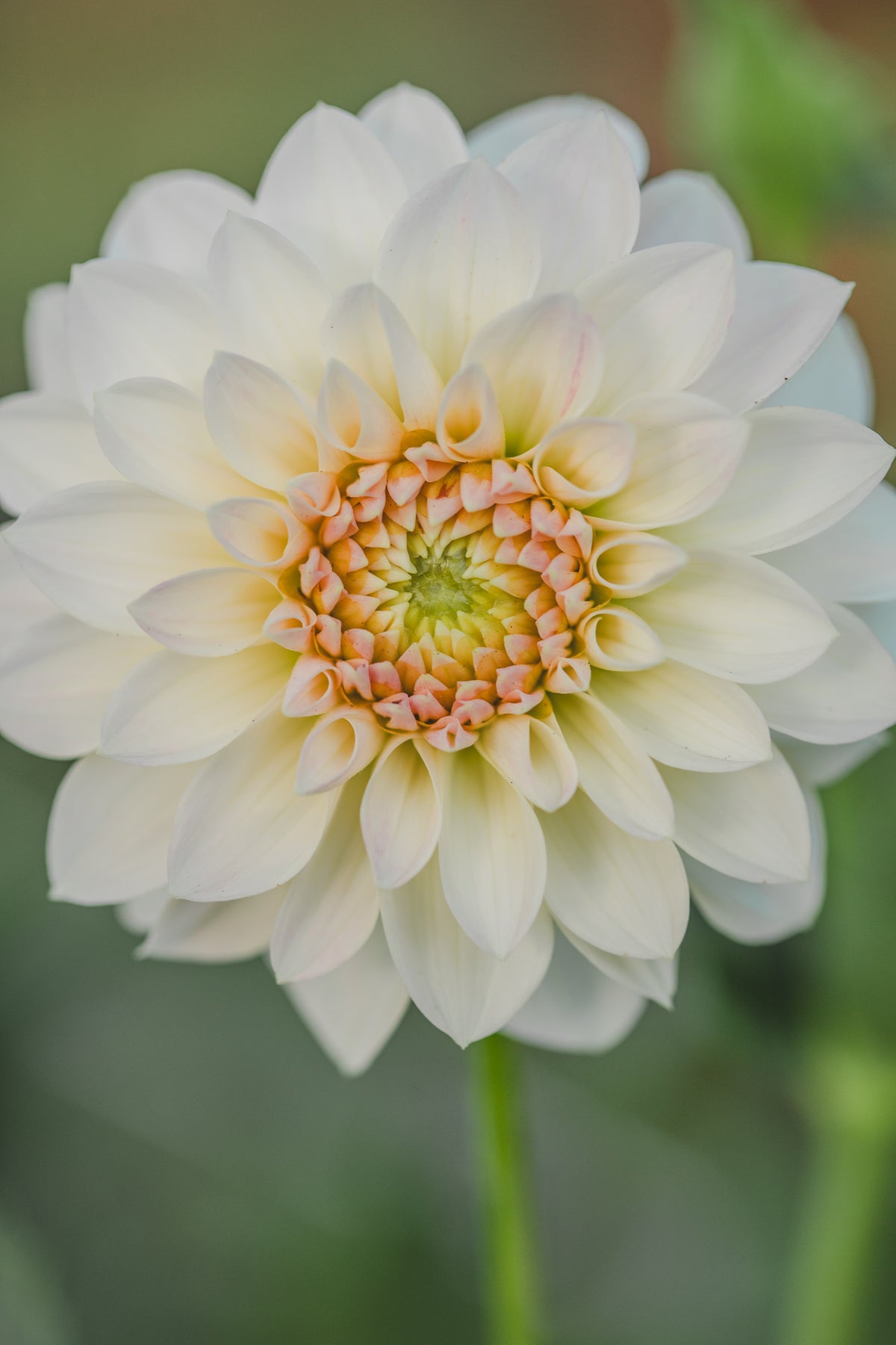 JC's Blush Beauty Dahlia