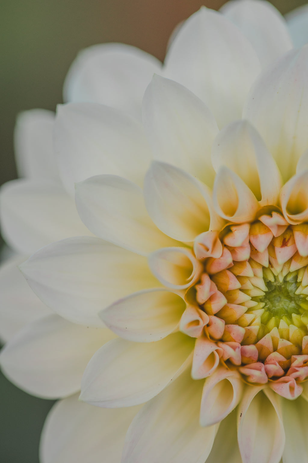 JC's Blush Beauty Dahlia