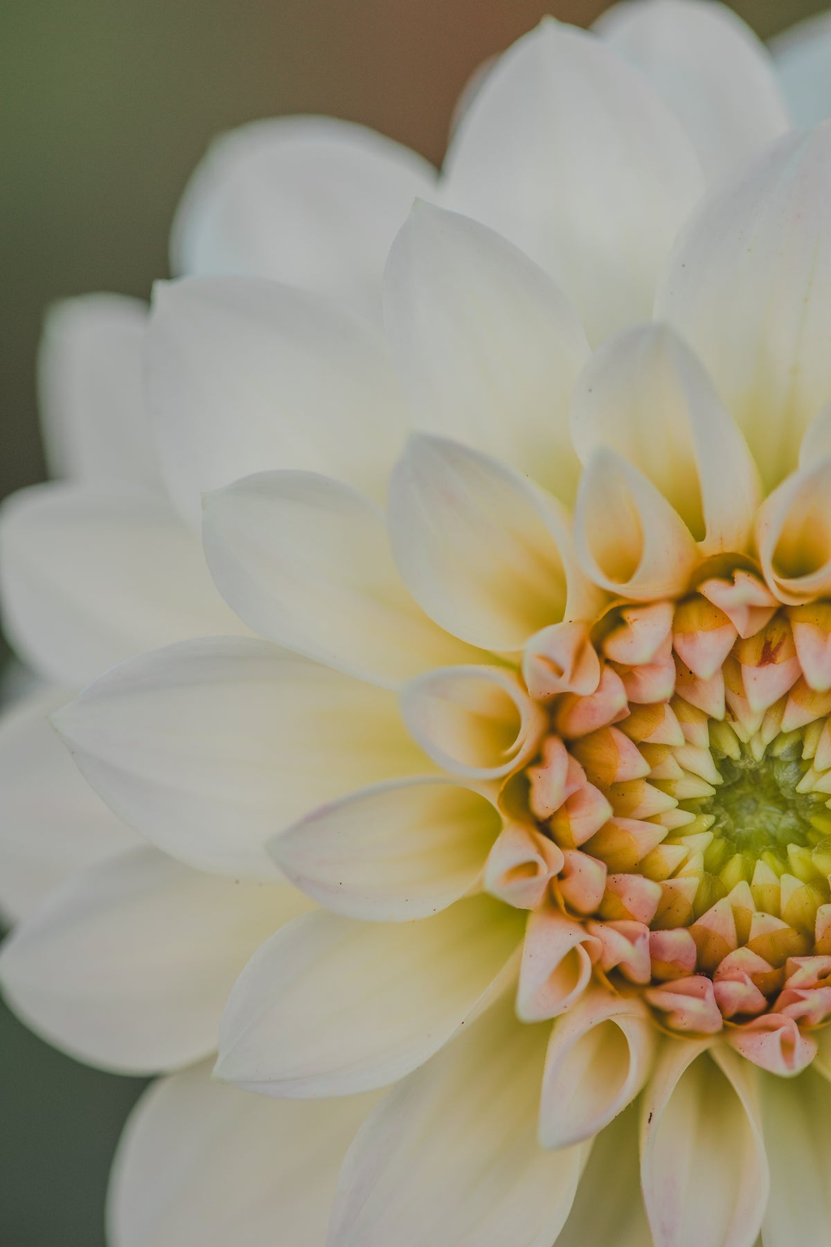 JC's Blush Beauty Dahlia