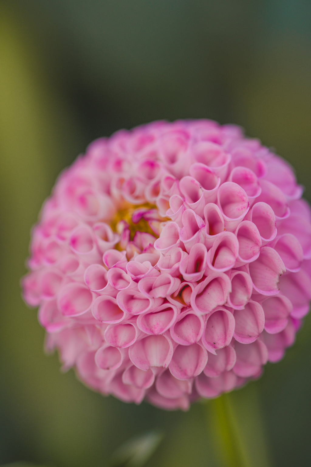 Hallmark Dahlia