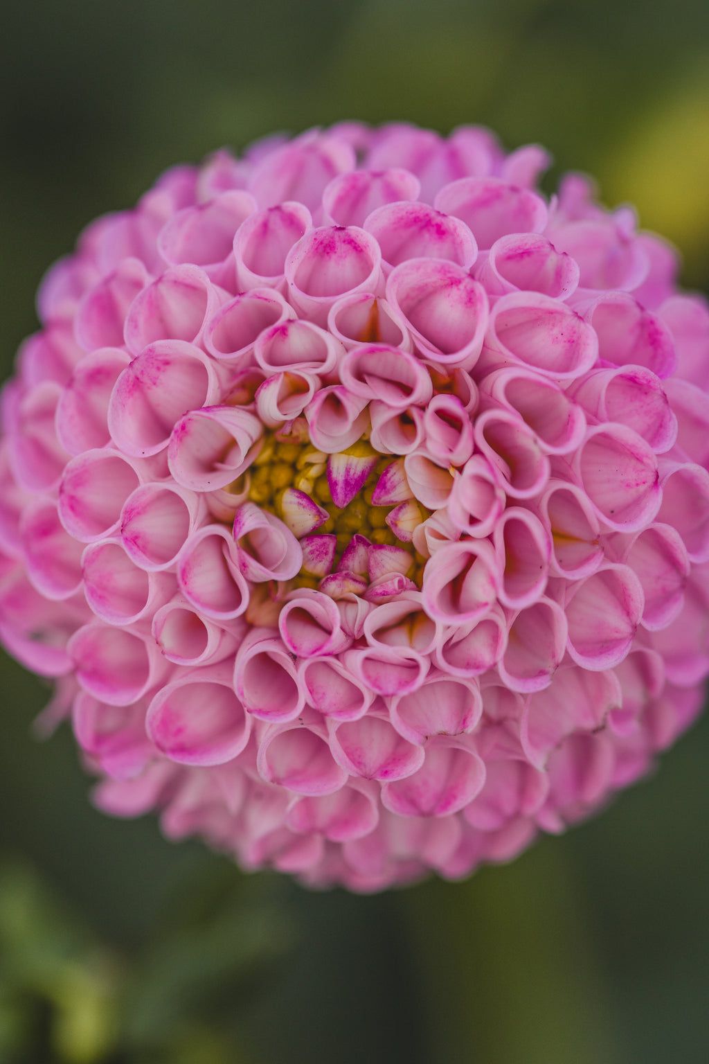 Hallmark Dahlia