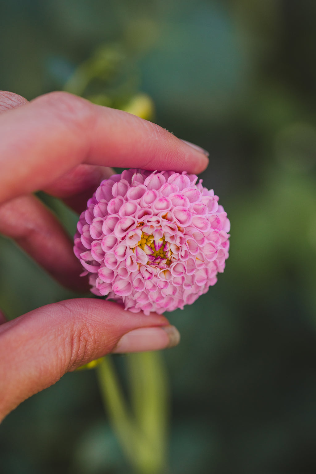 Hallmark Dahlia