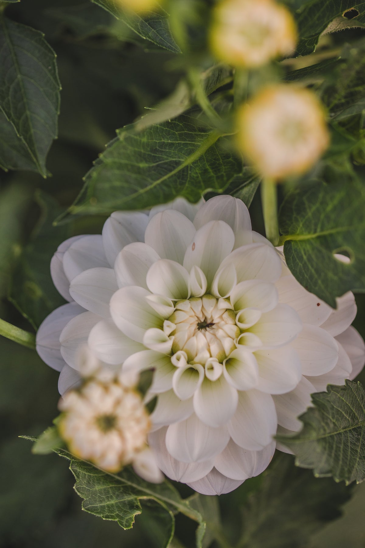Bride to be Dahlia