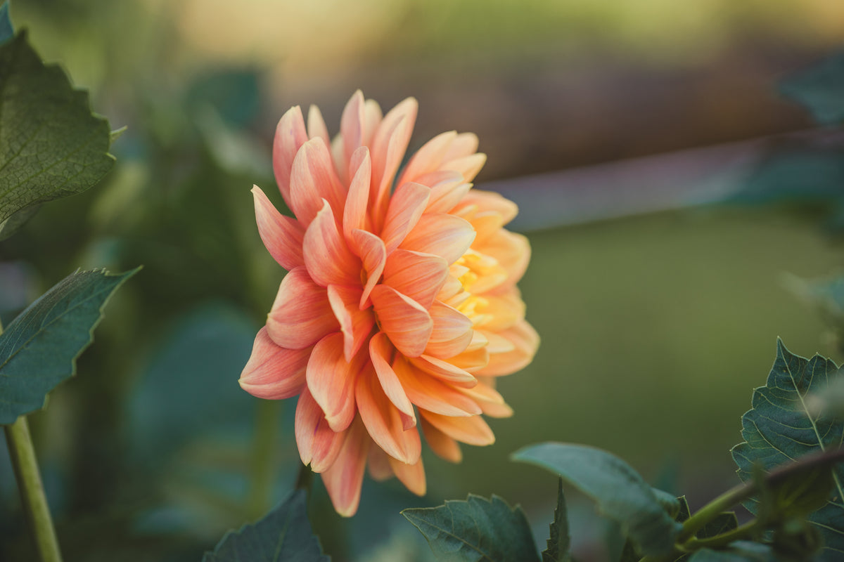 Pam Howden Dahlia