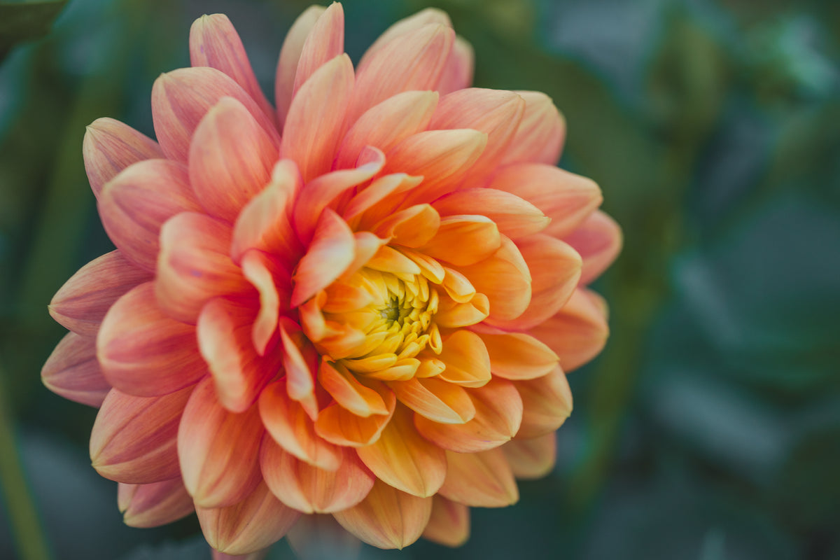 Pam Howden Dahlia