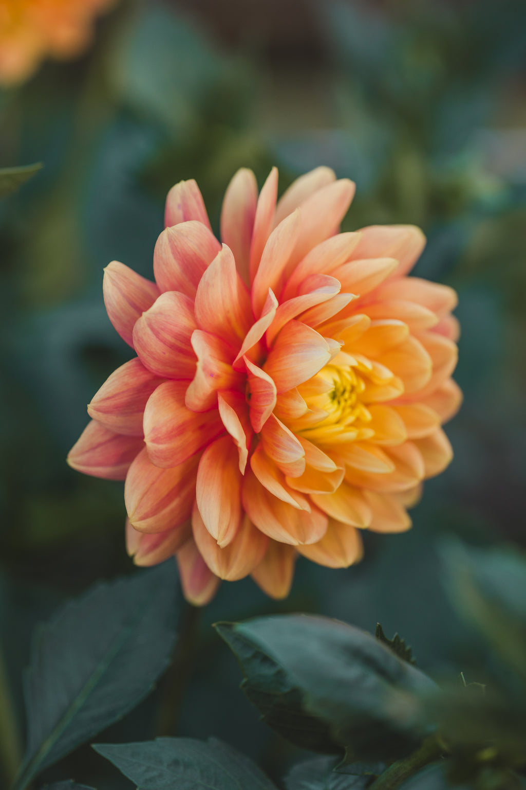 Pam Howden Dahlia
