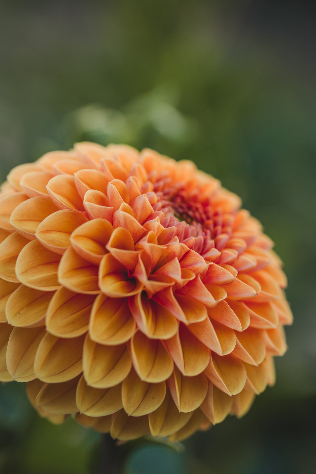 Cornel Bronze Dahlia