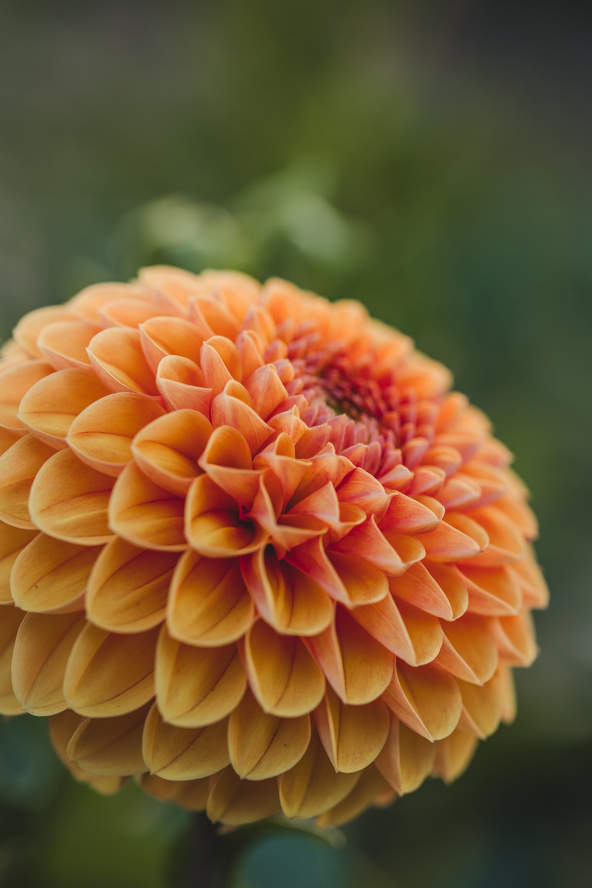 Cornel Bronze Dahlia