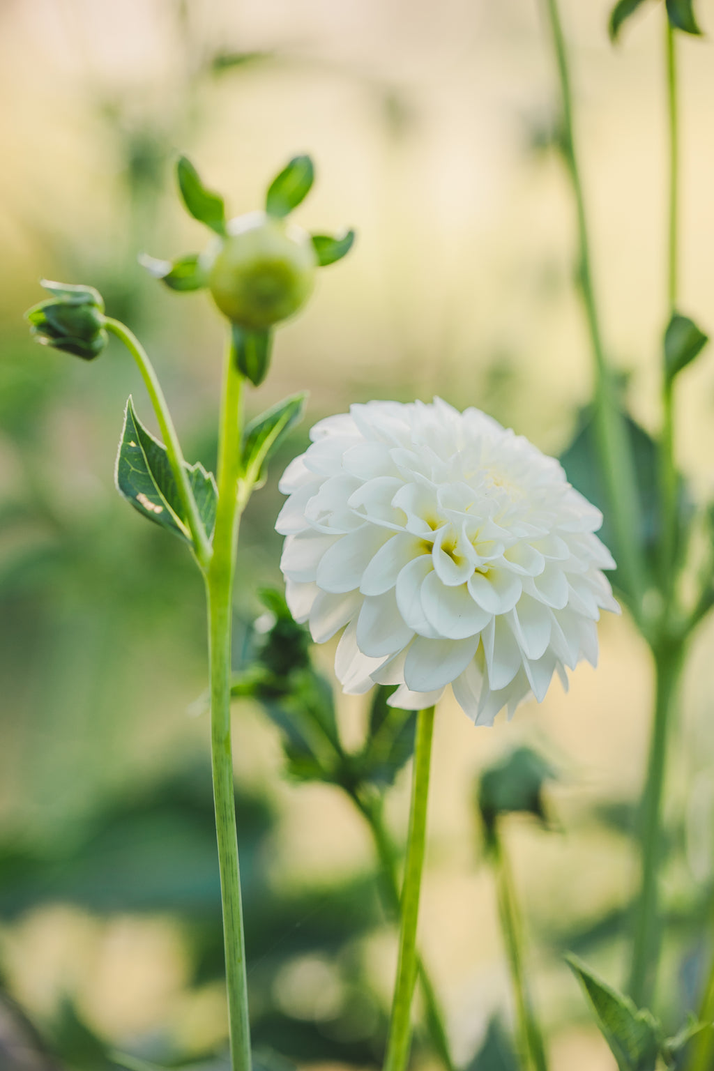 Snowcap Dahlia