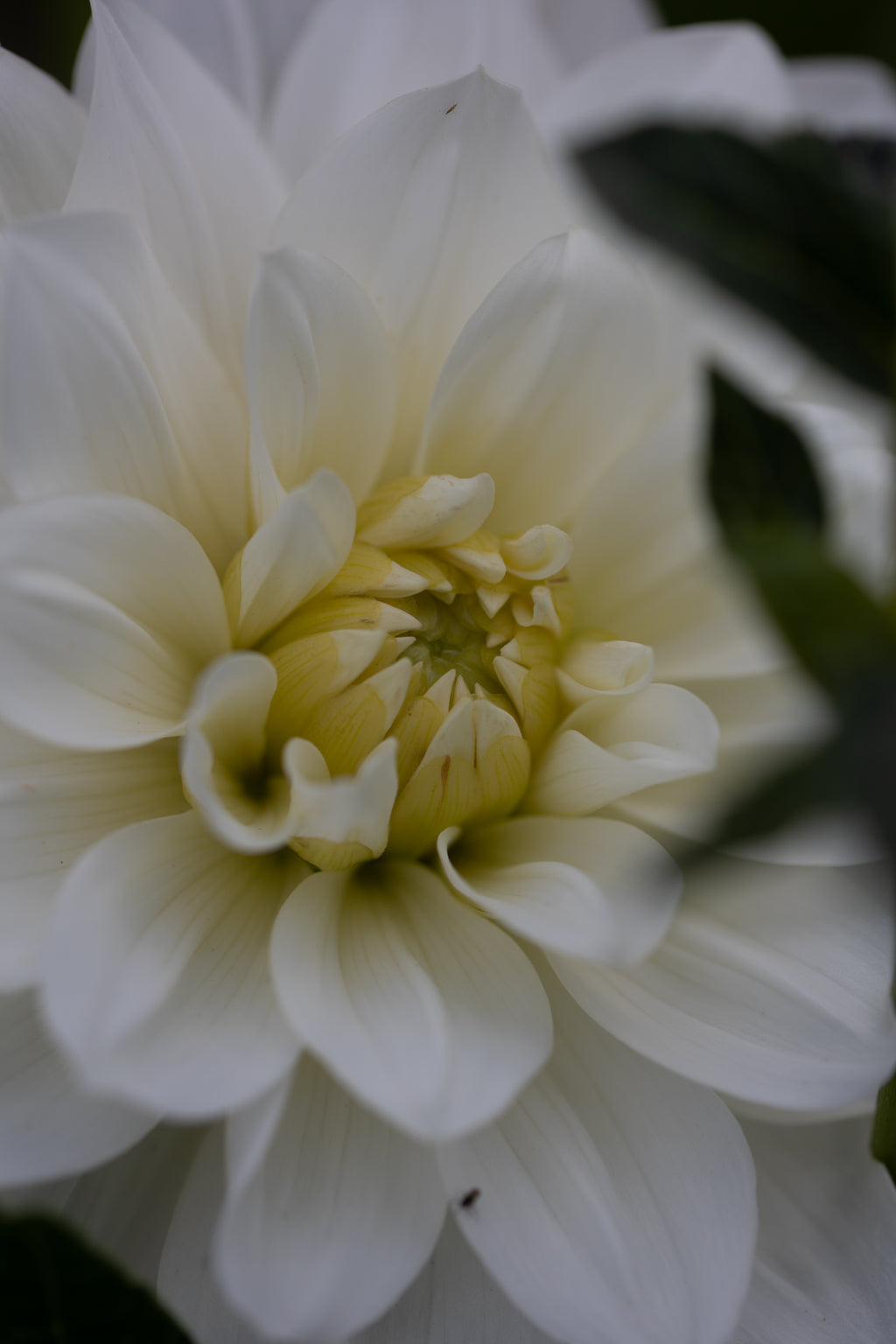 Bride to be Dahlia