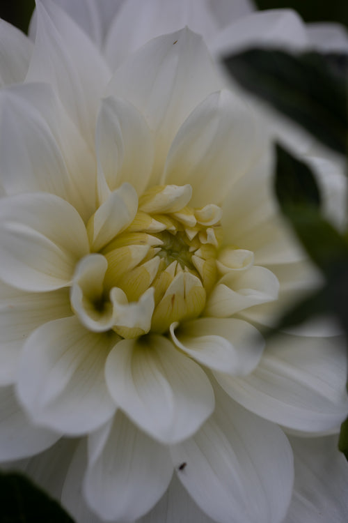 Bride to be Dahlia
