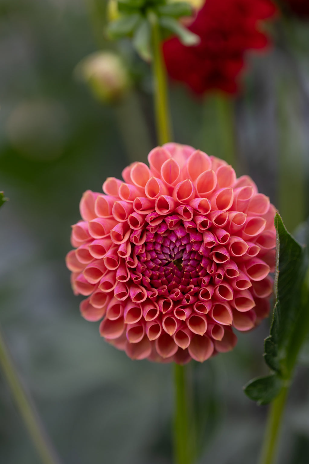 Snoho Jojo Dahlia