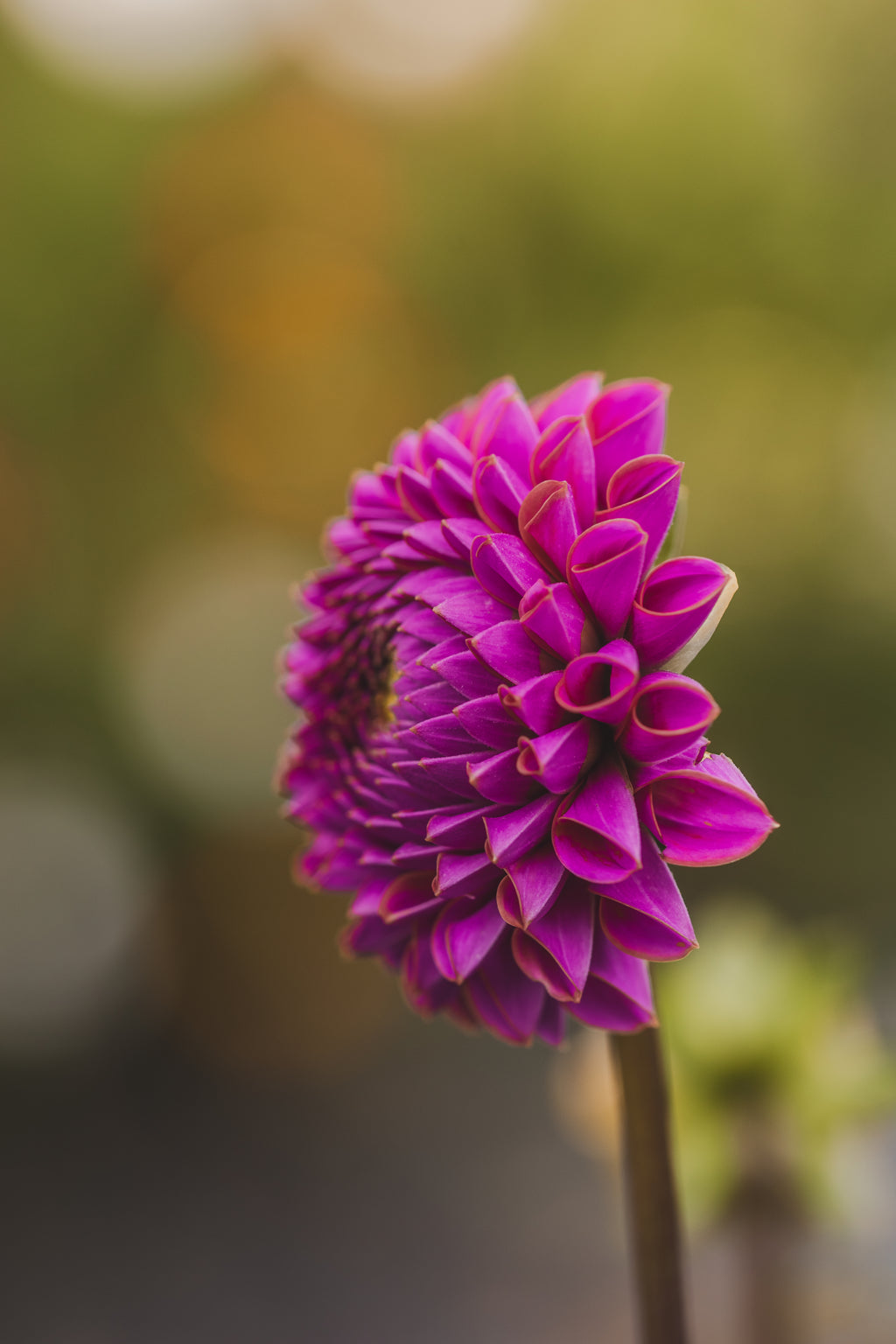 Isabel Dahlia