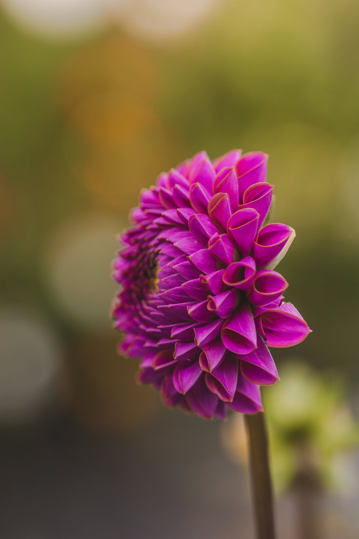 Isabel Dahlia