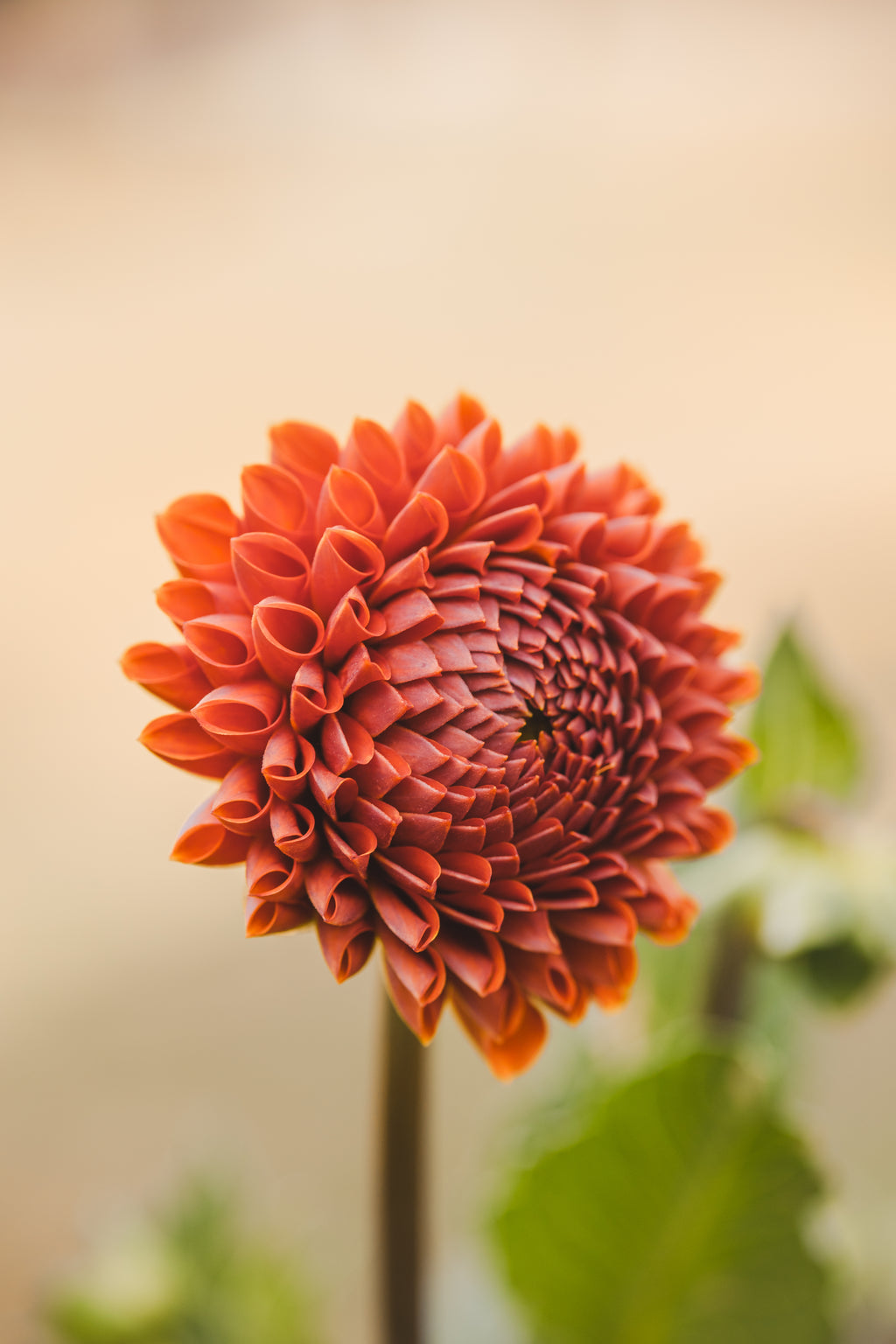 Cornel Bronze Dahlia