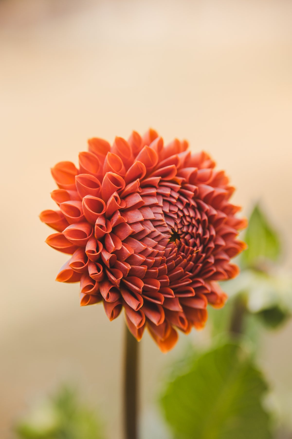 Cornel Bronze Dahlia