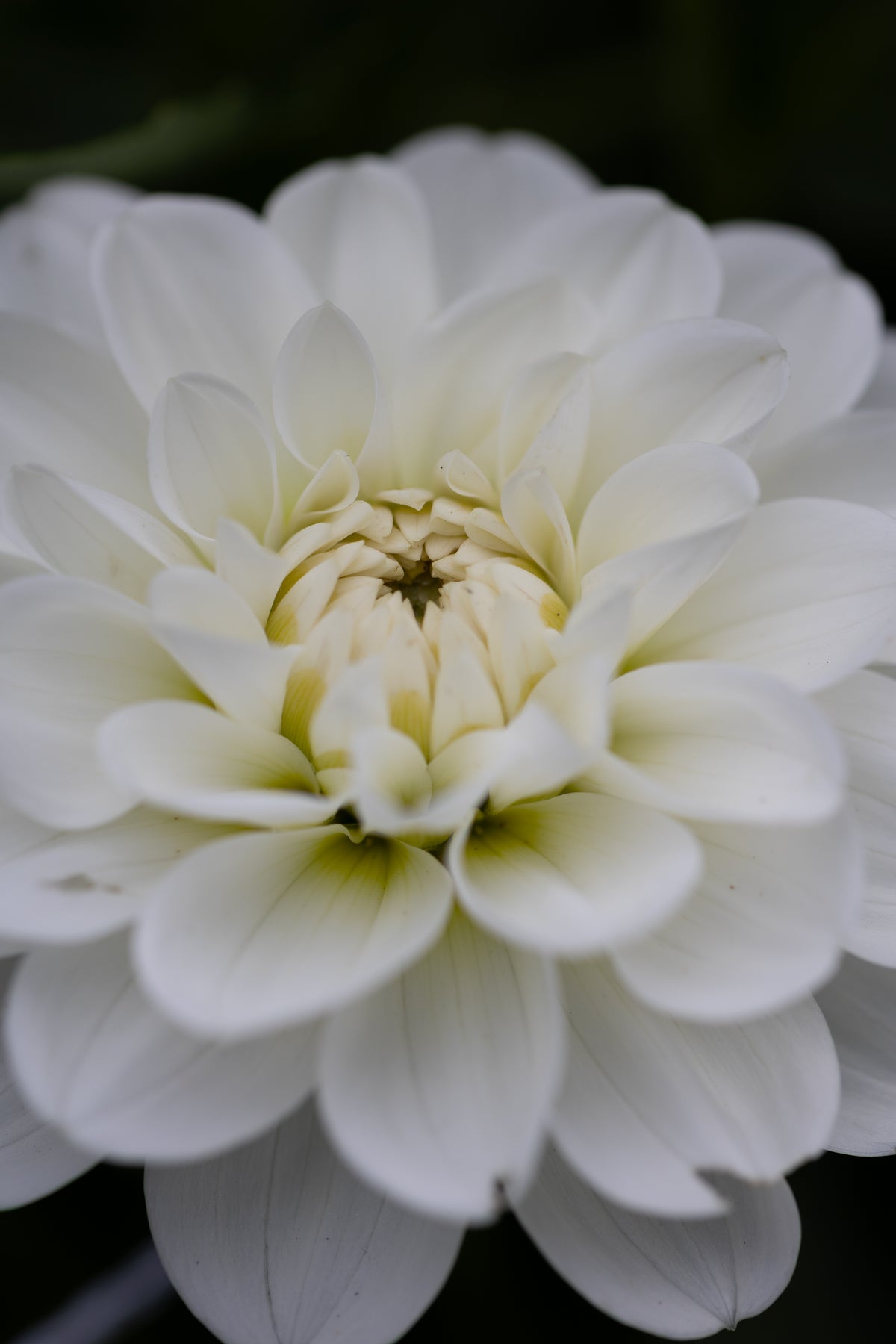 Bride to be Dahlia