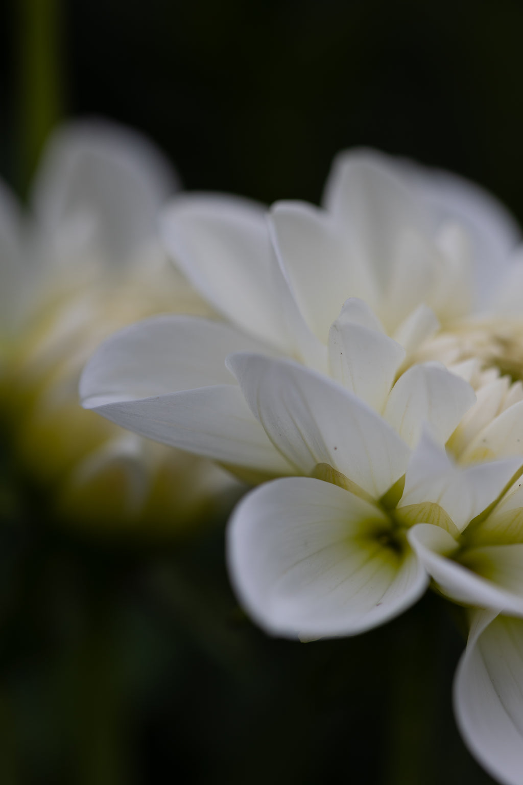 Bride to be Dahlia