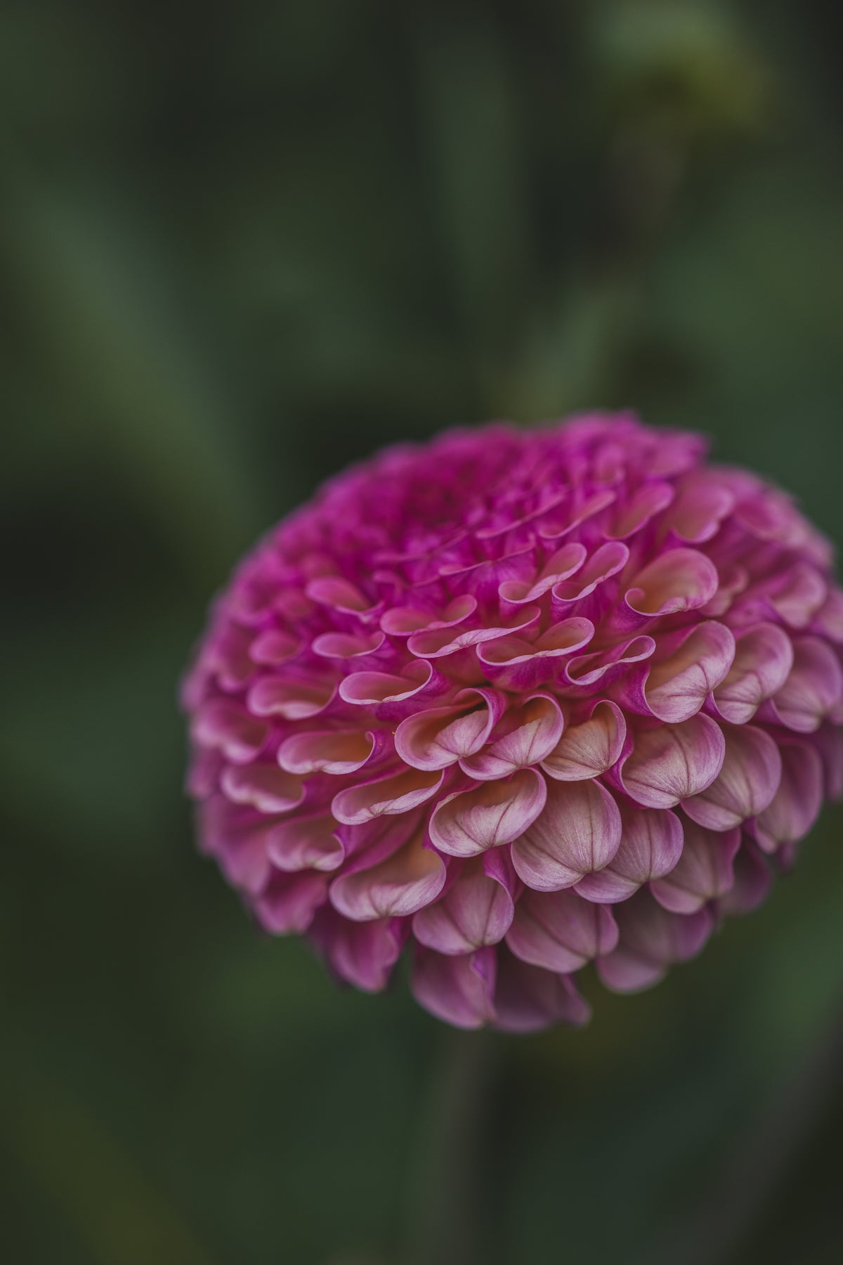 Koko Puff Dahlia