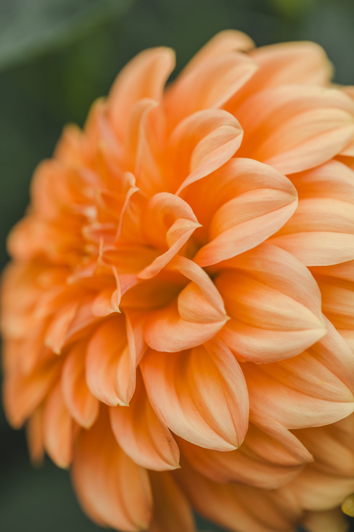 Bracken Palomino Dahlia