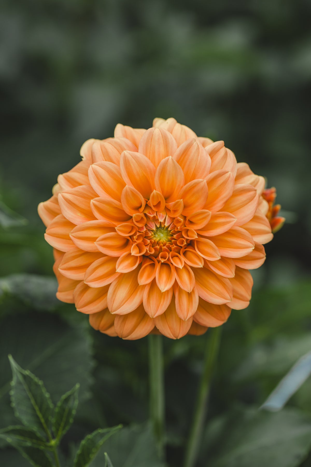 Bracken Palomino Dahlia
