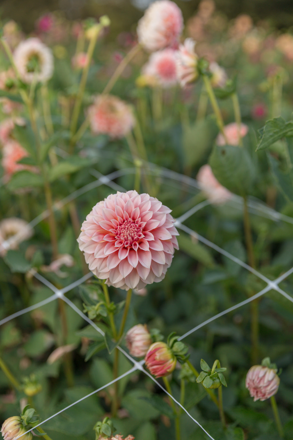 Peaches N Cream Dahlia