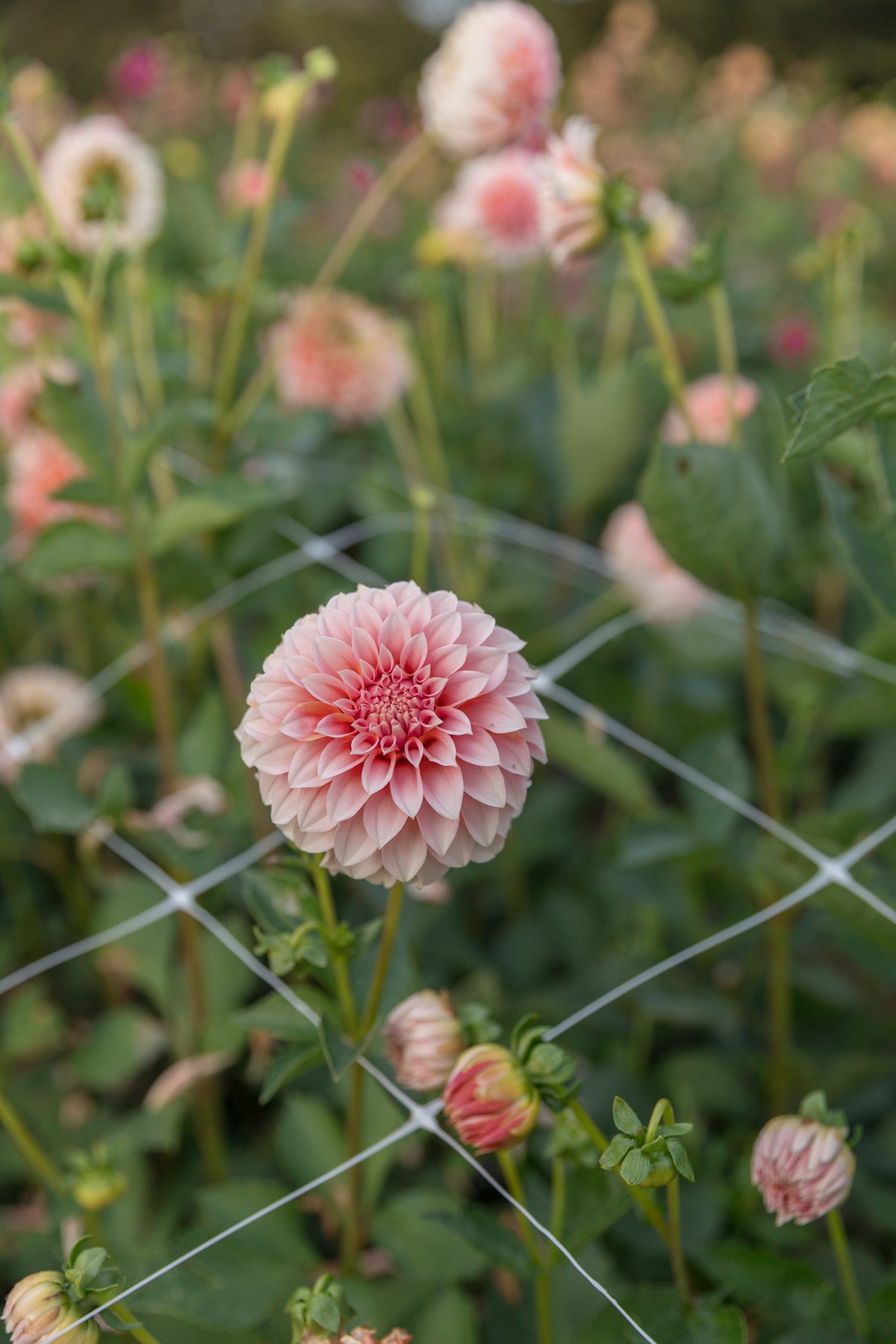 Peaches N Cream Dahlia