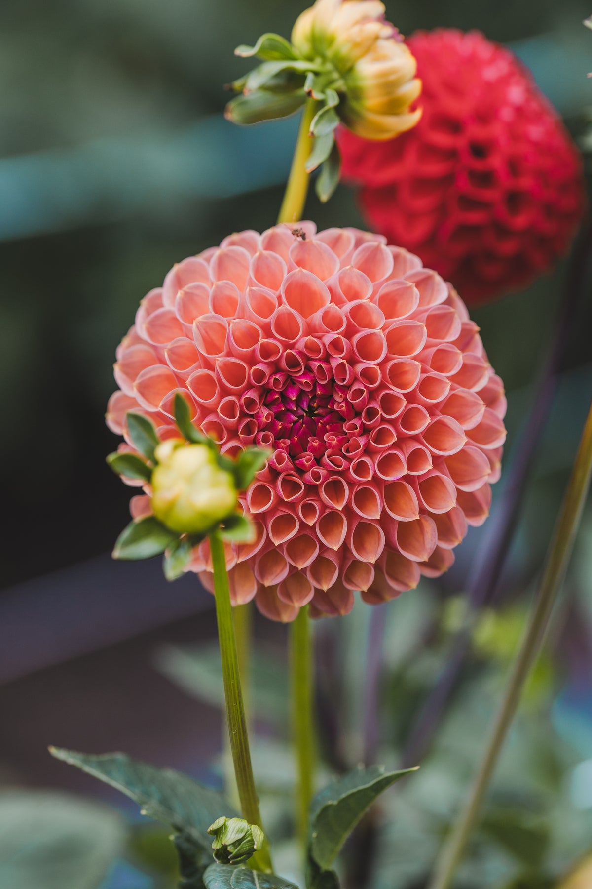 Snoho Jojo Dahlia