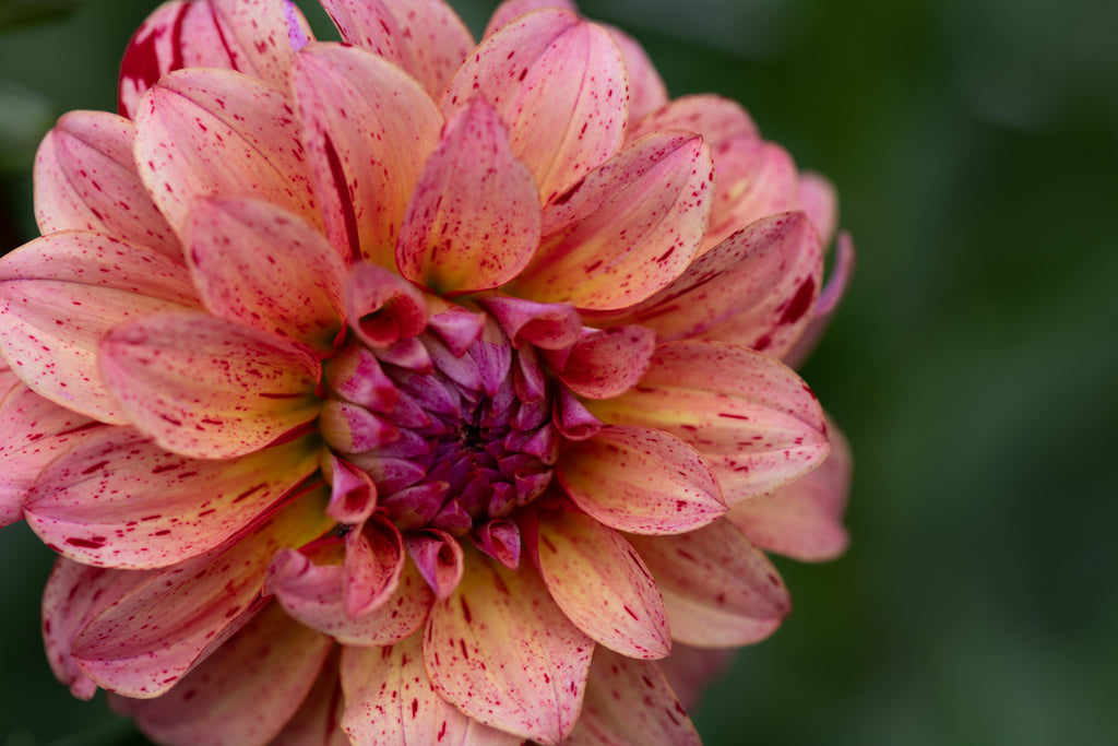 Mingus Toni Dahlia