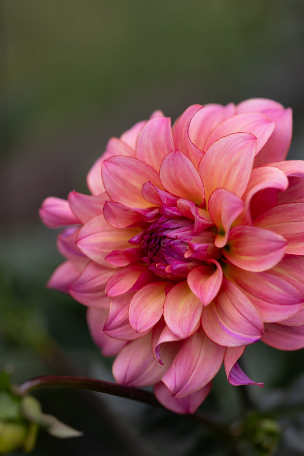 Mingus Toni Dahlia