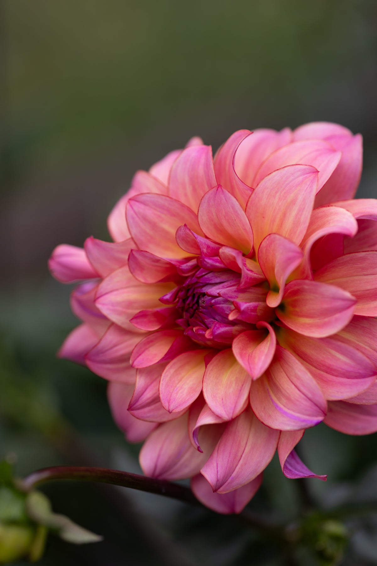 Mingus Toni Dahlia