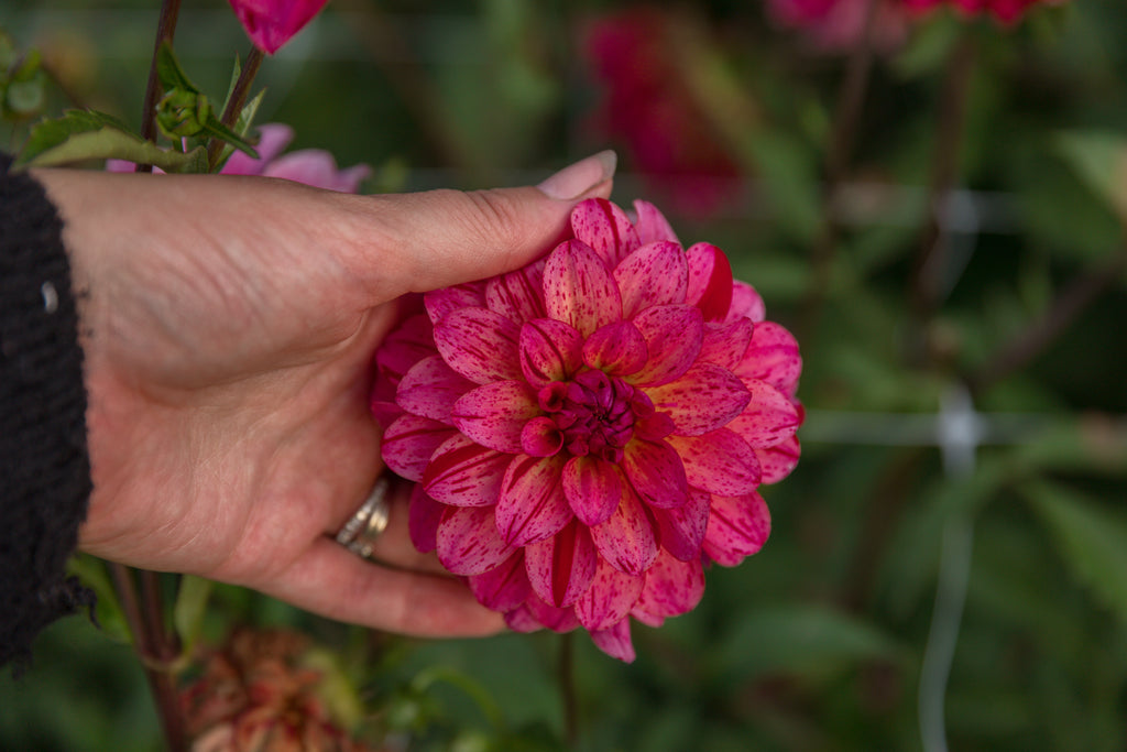 Mingus Toni Dahlia