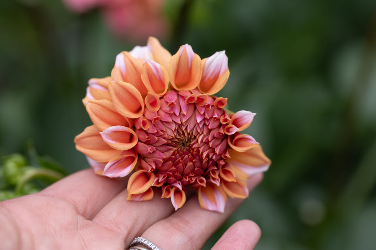 Orange Peaches N Cream Dahlia