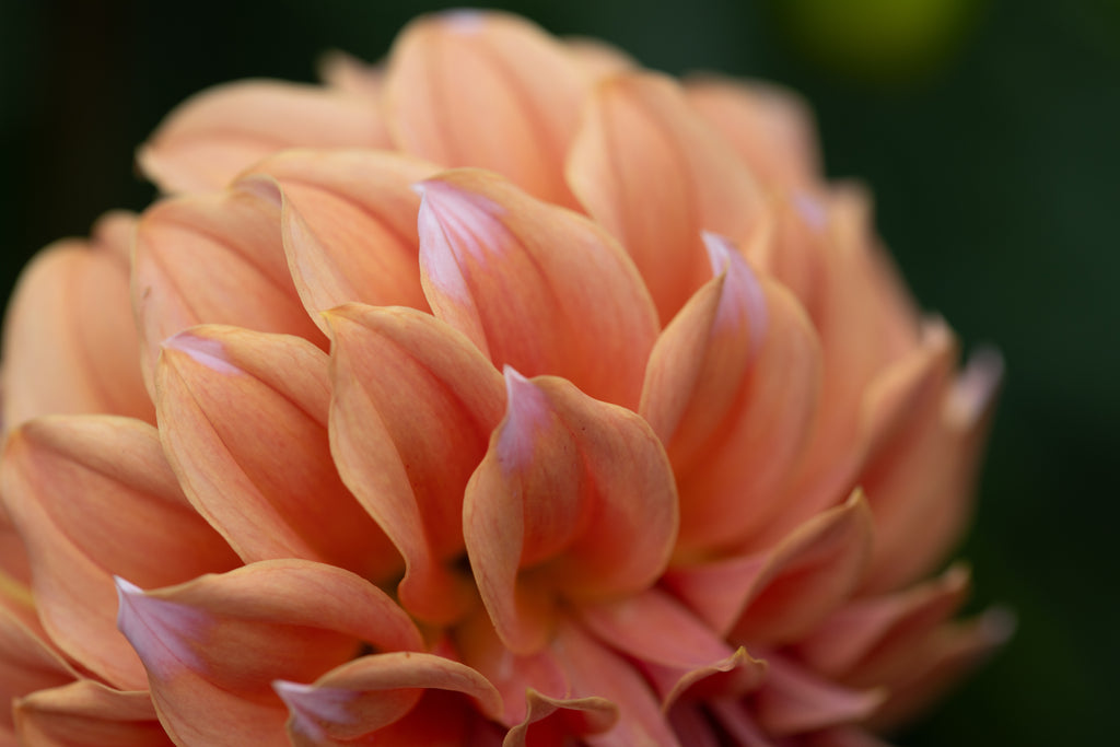 Orange Peaches N Cream Dahlia