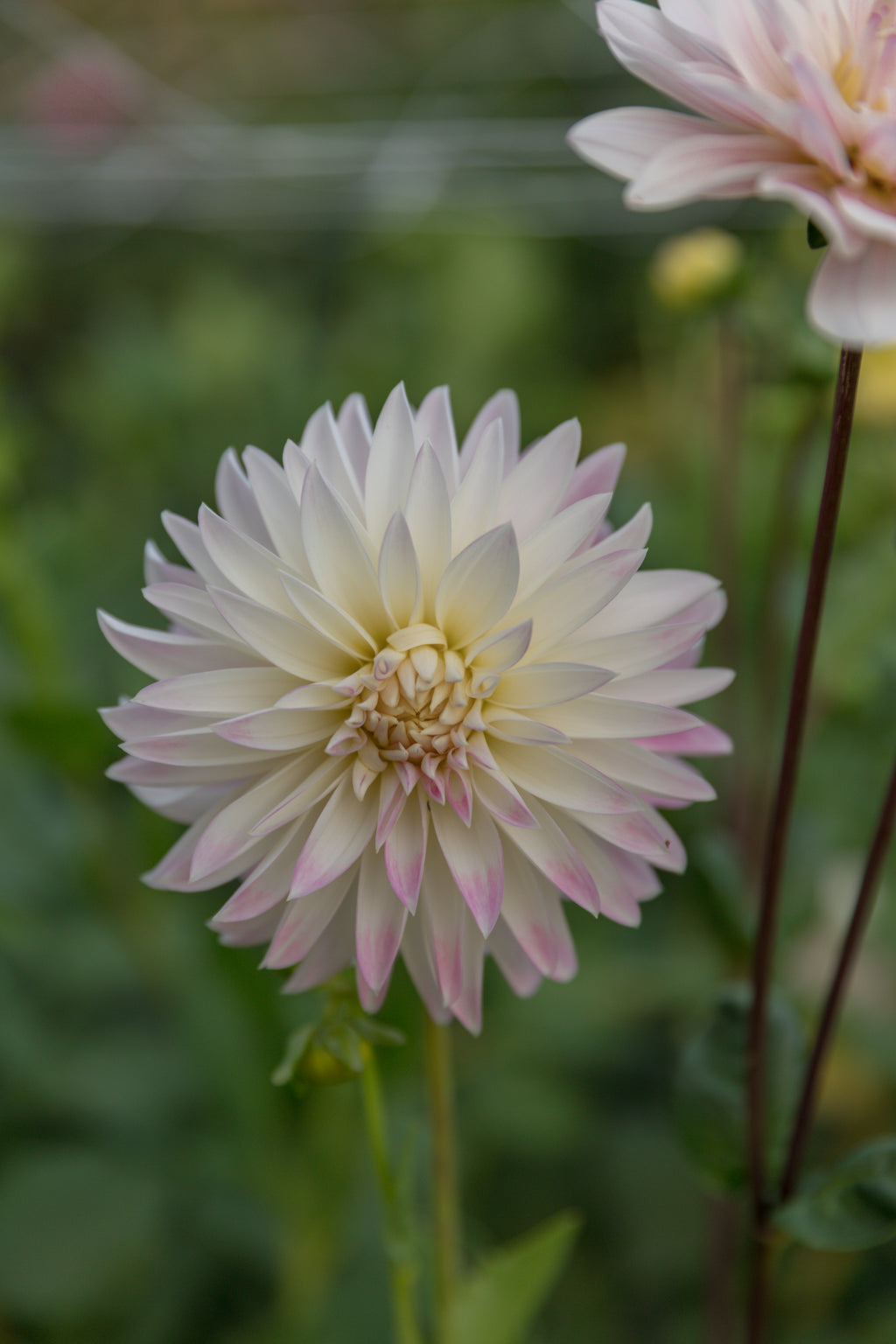Oreti Candy Dahlia