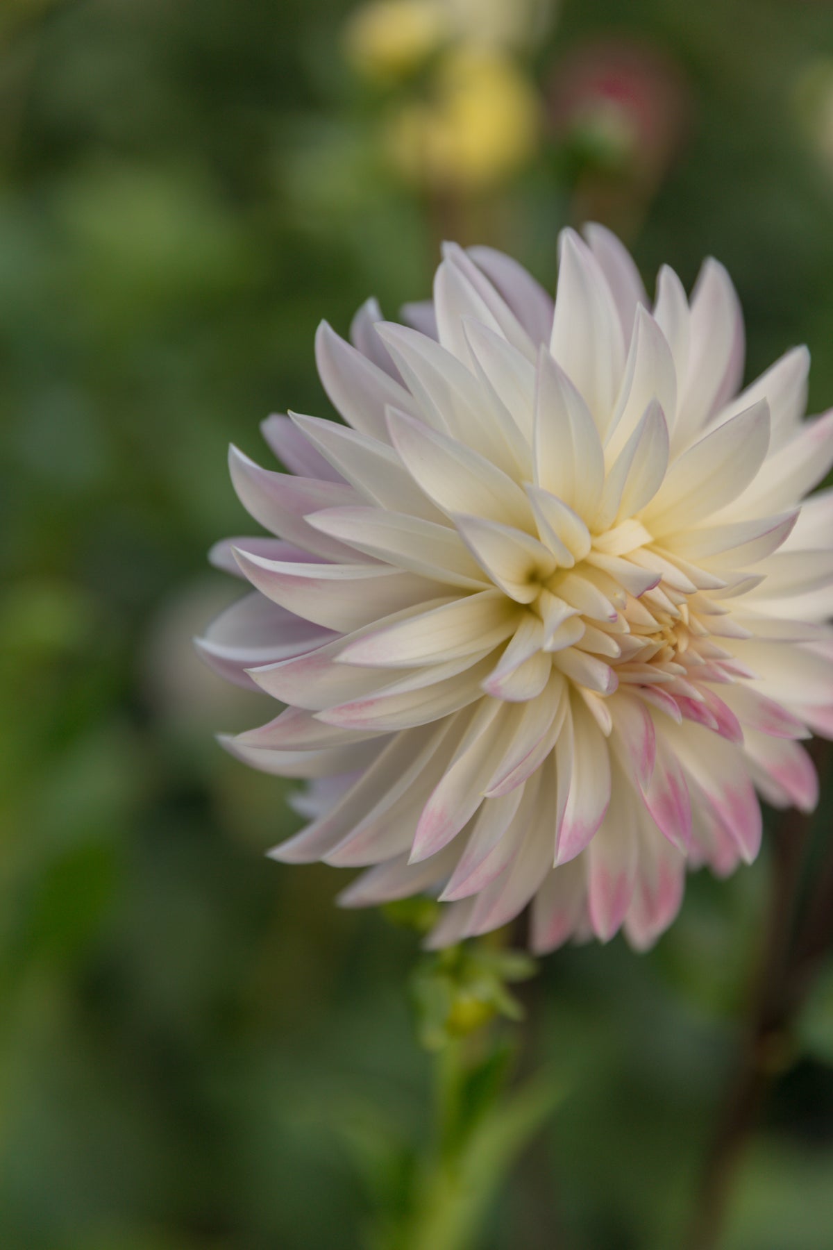Oreti Candy Dahlia