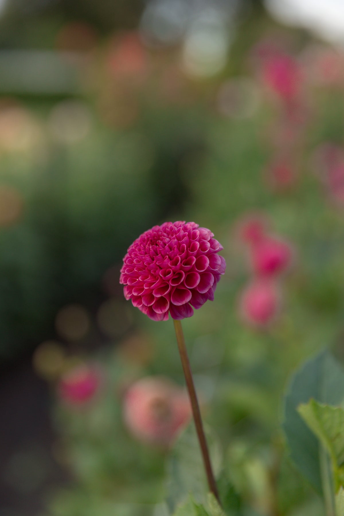 Koko Puff Dahlia