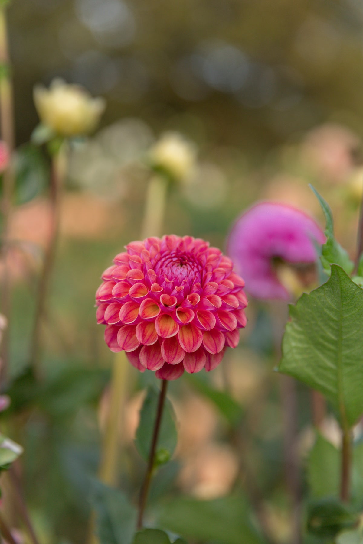 Caitlins Joy Dahlia