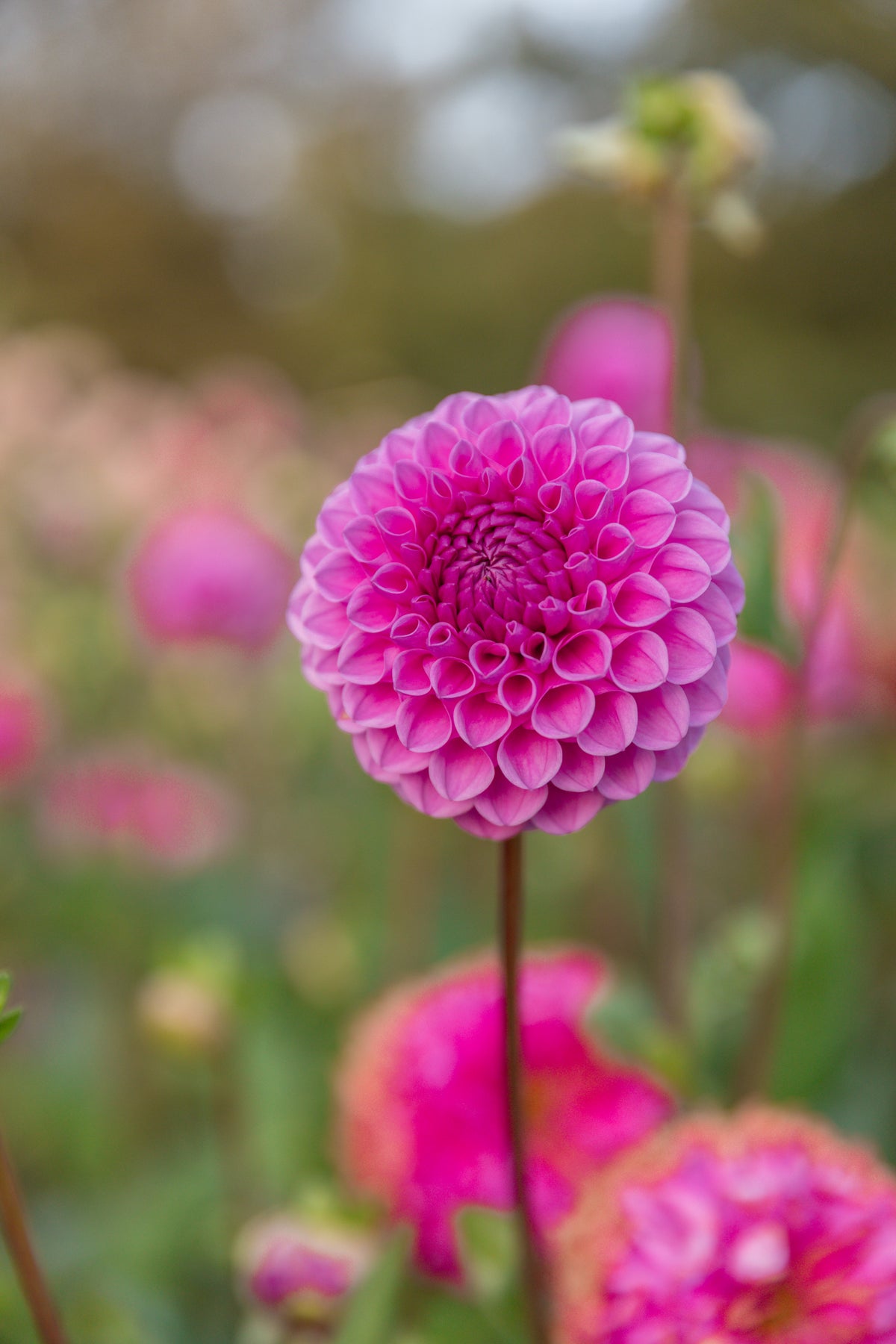 Heather Dahlia