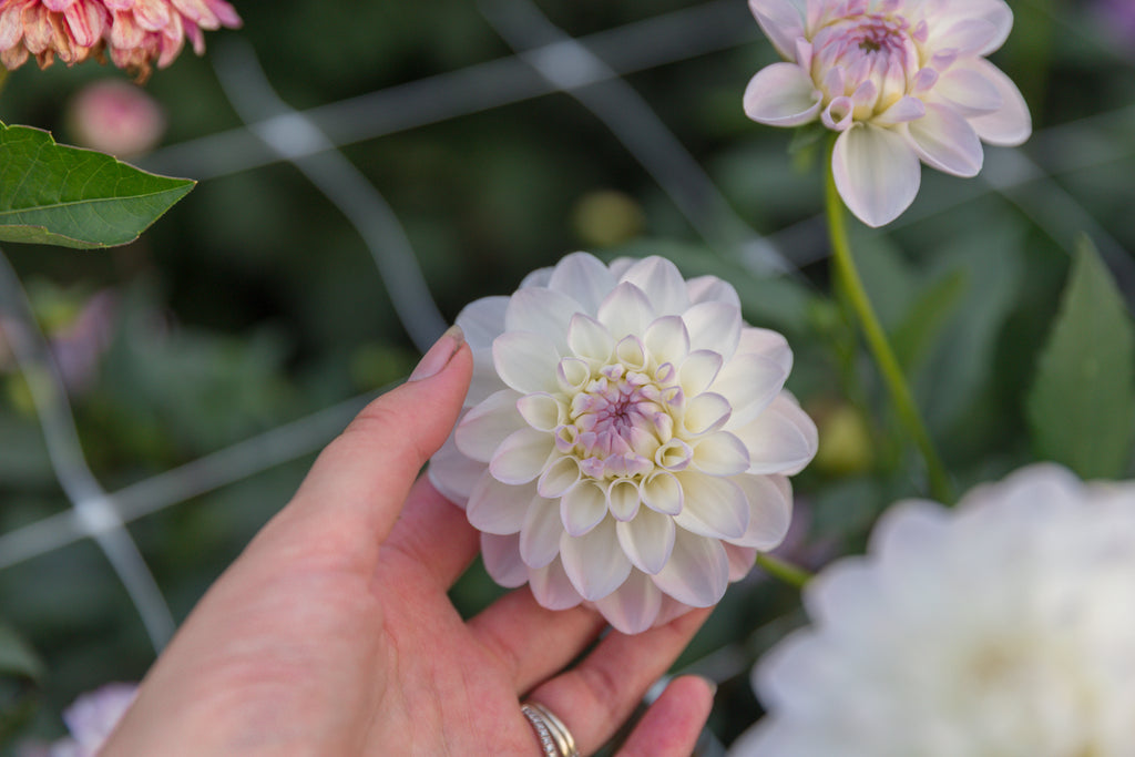 Eveline Dahlia