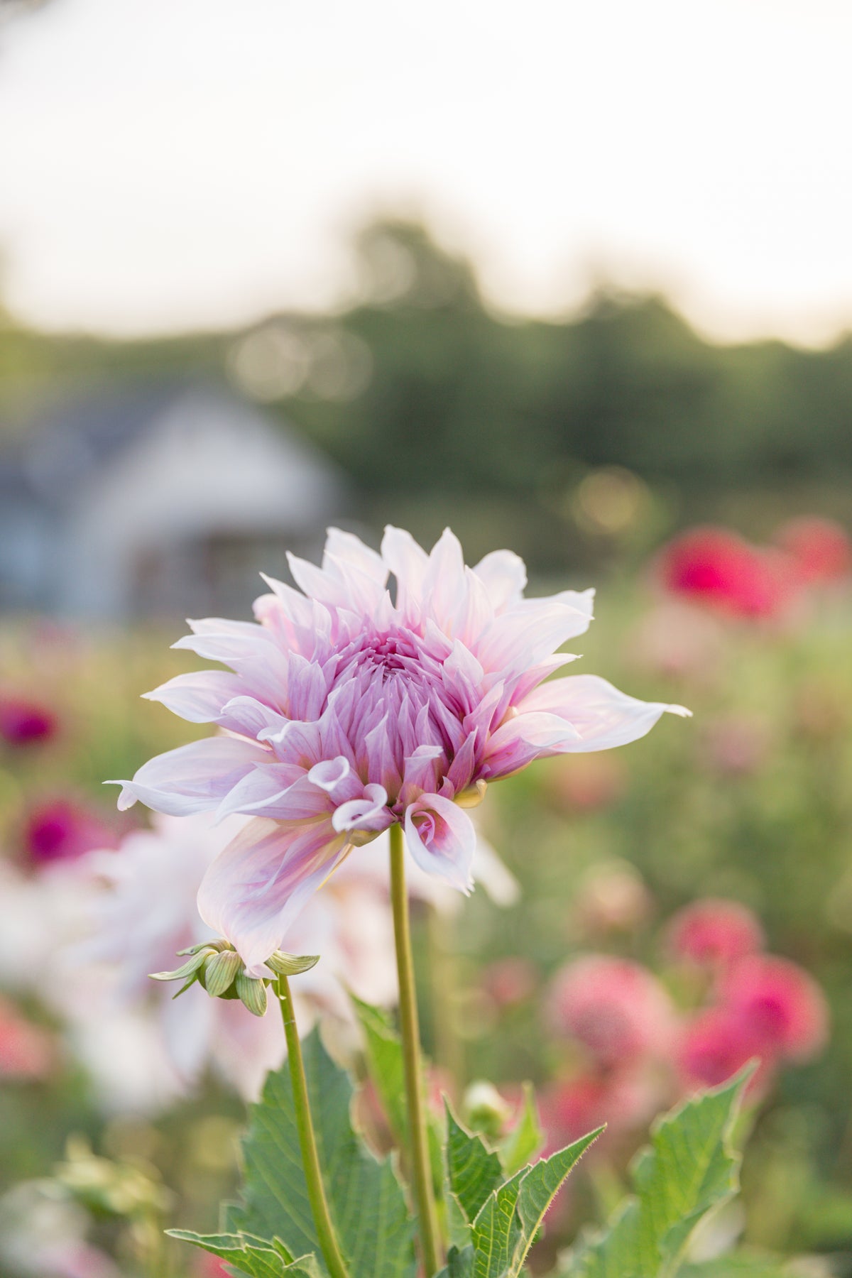JC's Mary Jane Dahlia