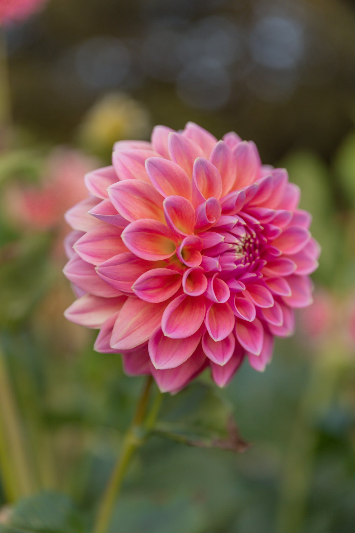 Joal Kailtin Dahlia