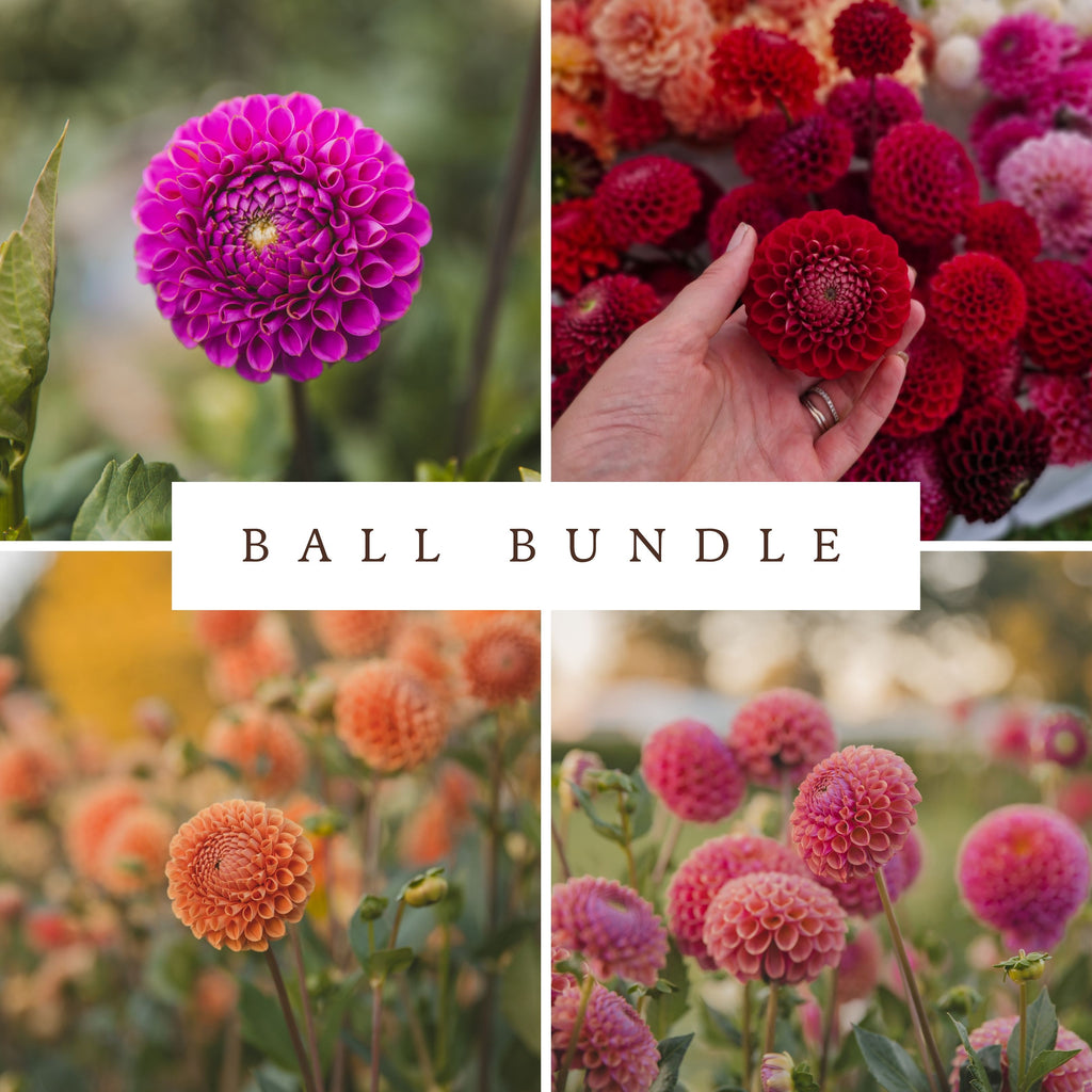 Ball Bundle - Dahlias