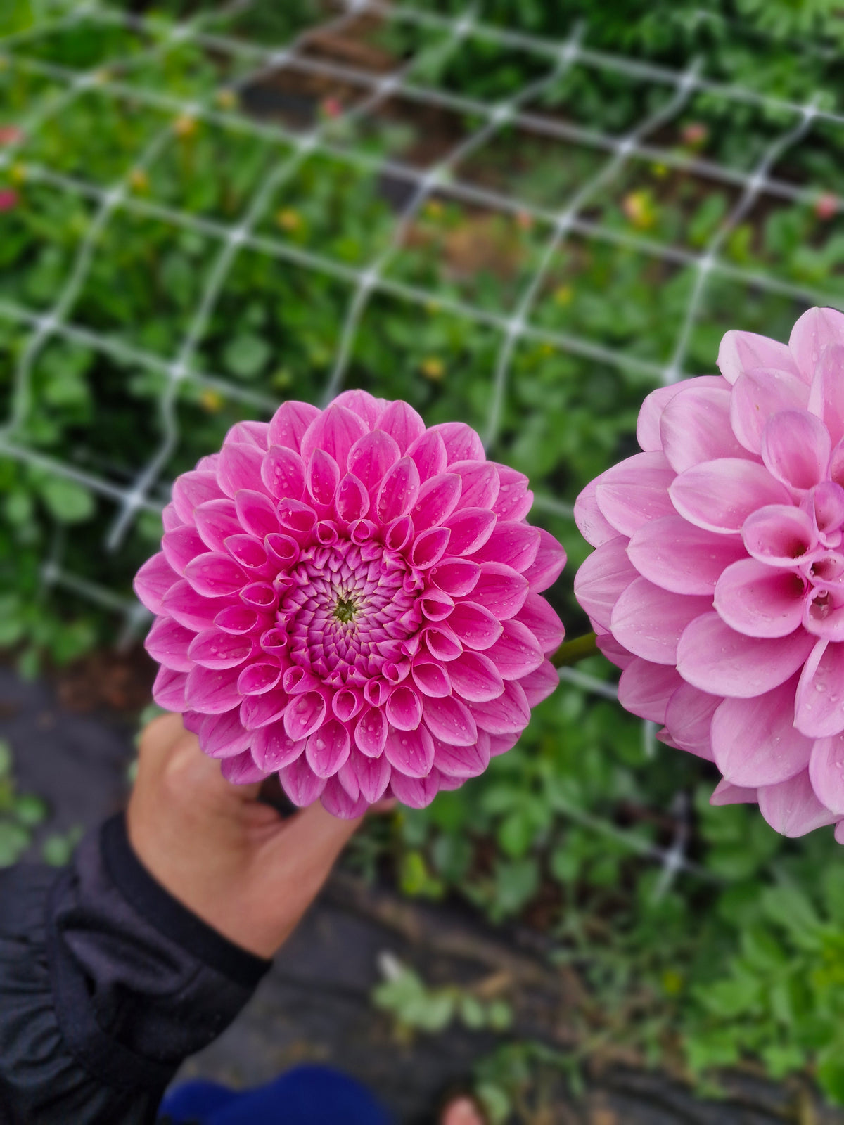 Sweet Fabienne Dahlia