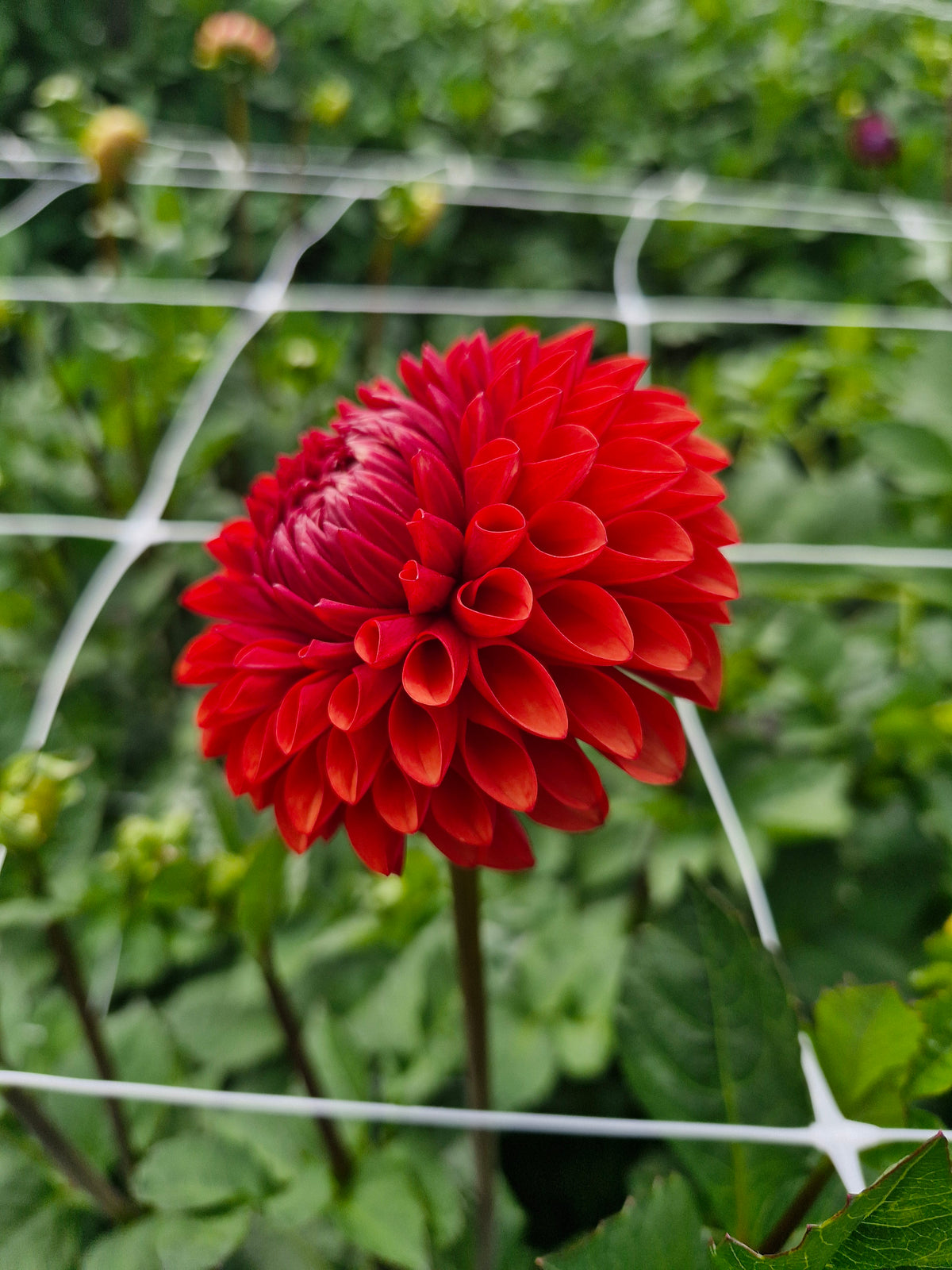 Brown Sugar Dahlia