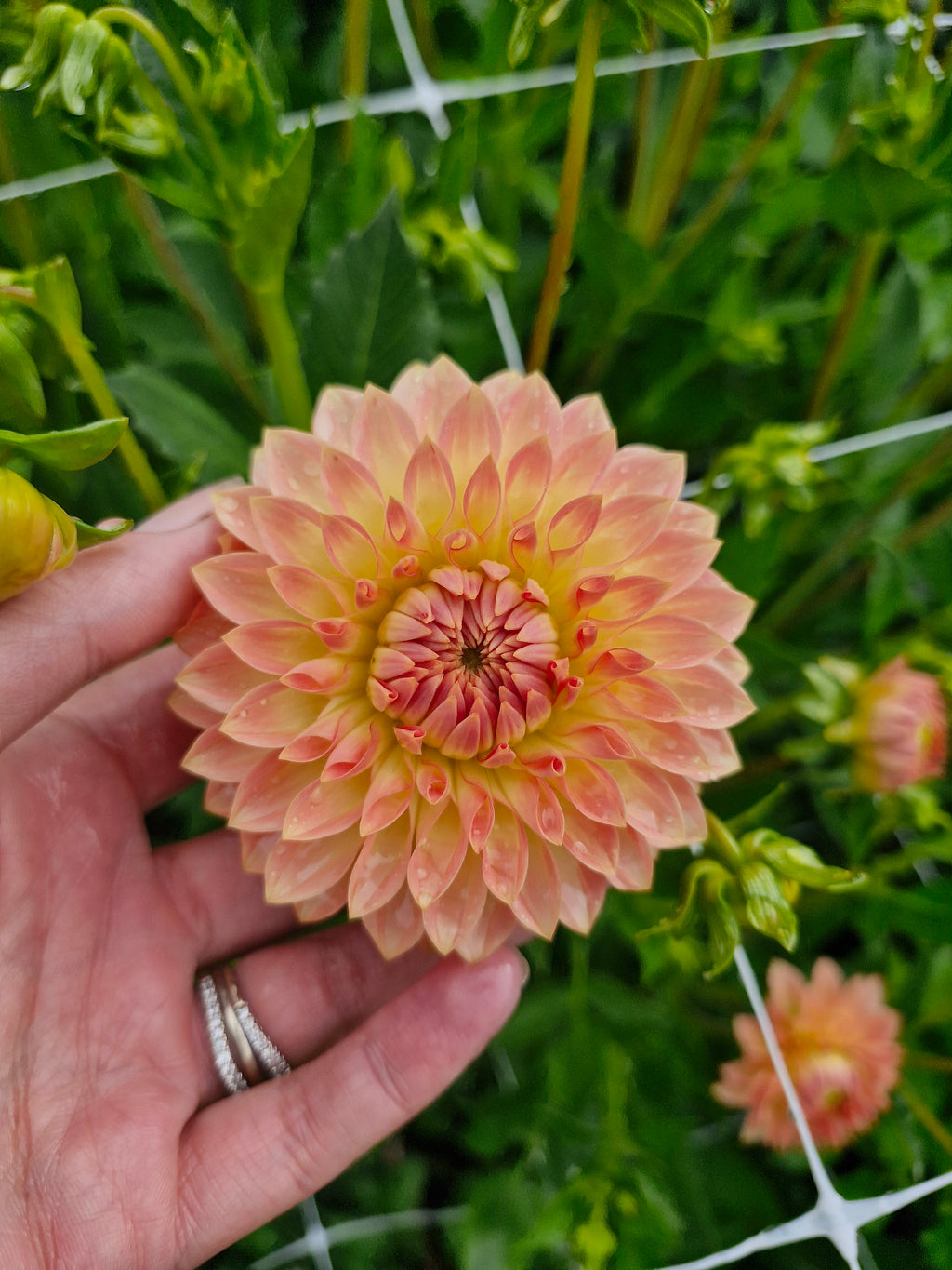 Joal Georgia Dahlia